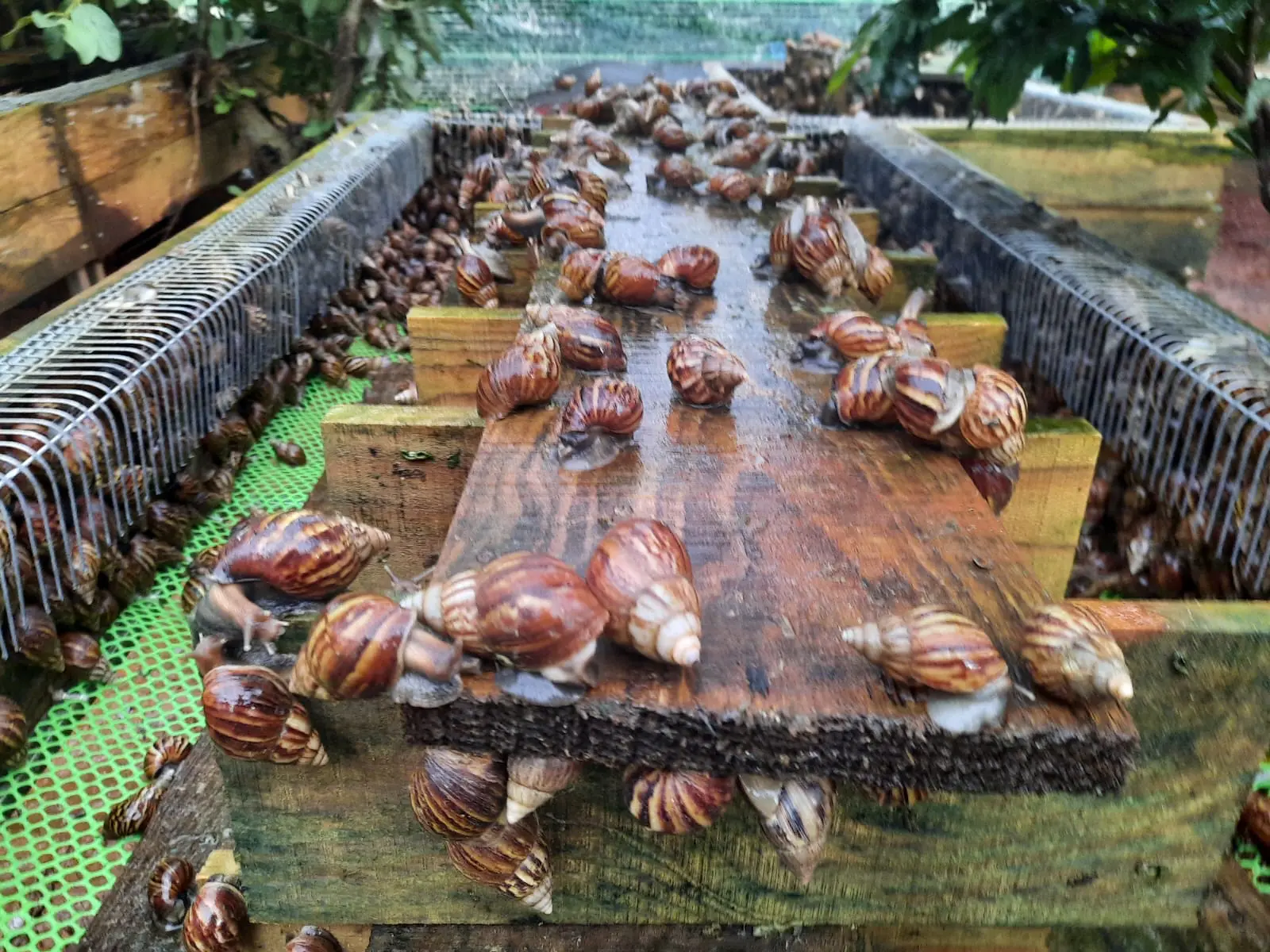 12 - 2SnailsTC 28 - 2SnailsTC