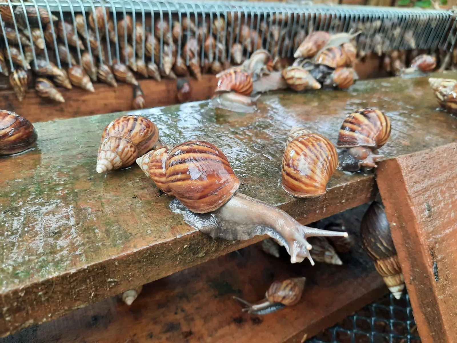 15 - 2SnailsTC 15 - 2SnailsTC