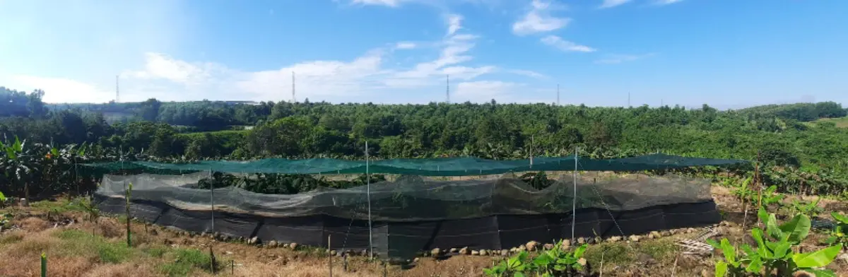 elevage d'escargots culture pleine air vietnam pour formulateurs laboratoire elevage d'escargots culture pleine air vietnam pour formulateurs laboratoire